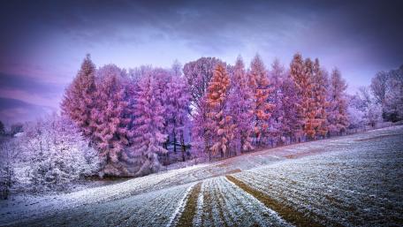 Winter Serenity in Frosty Forest Views wallpaper