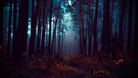 Mystical Autumn Forest Trail wallpaper