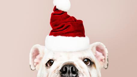 Santa Paws Delight wallpaper