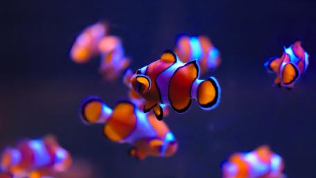 Clown fishes wallpaper