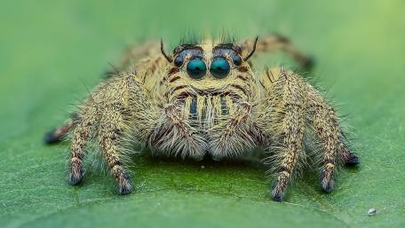 Intricate Beauty of Nature's Arachnid Marvels wallpaper