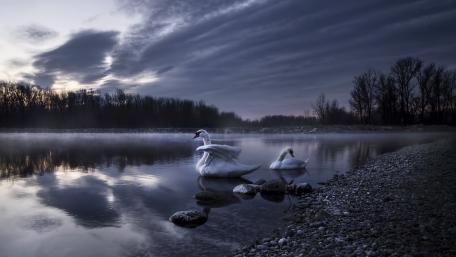 Elegant Swans by a Misty Lake wallpaper