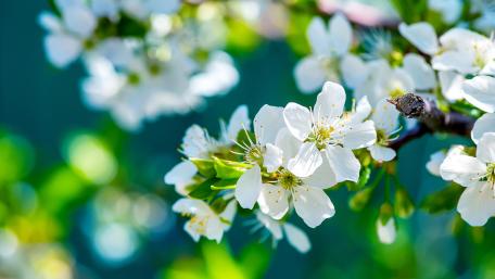 Spring Blossoms in Blooming Serenity wallpaper