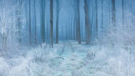 Frozen Forest Path in Winter Wonderland wallpaper