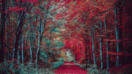 Red Forest Pathway in Autumn Splendor wallpaper