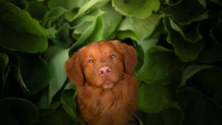 Charming Nova Scotia Duck Tolling Retriever Among Lush Greens wallpaper