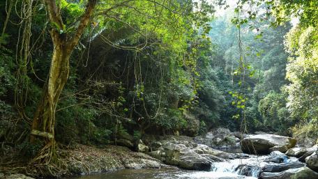 Serenity in a Verdant Jungle Stream wallpaper