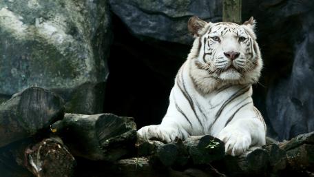 Majestic White Tiger in Natural Habitat wallpaper