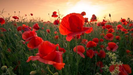 Radiant Red Poppy Field at Sunrise wallpaper
