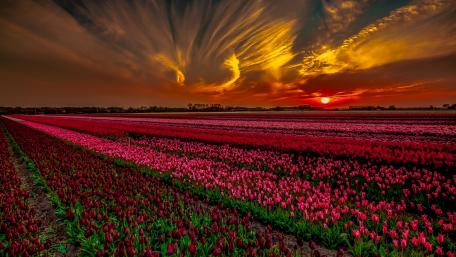 Spring Sunset over Tulip Fields at Dusk wallpaper