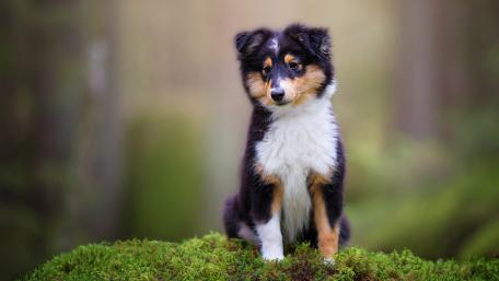 Sheltie Puppy in Enchanted Forest wallpaper