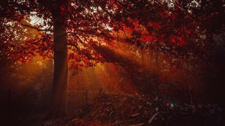 Autumn Sunlight Through Red Trees wallpaper