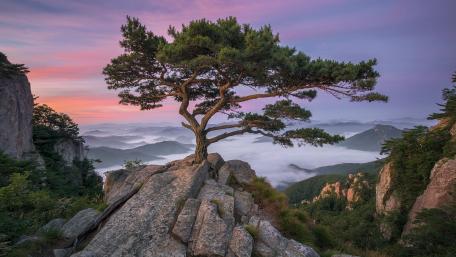 Daedunsan Red Pine wallpaper