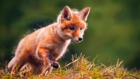 Adventurous Red Fox Cub in Nature's Playground wallpaper