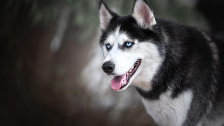 Majestic Siberian Husky in the Wilderness wallpaper