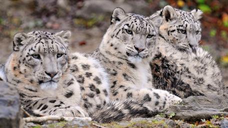 Majestic Trio of Snow Leopards wallpaper
