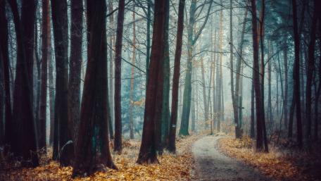 Mysterious Forest Pathway Awaits Exploration wallpaper