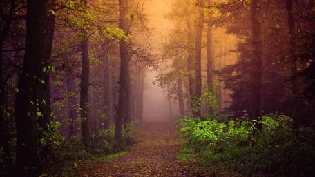 Enchanting Forest Path in Autumn Mist wallpaper
