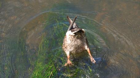 Diving Duck in Tranquil Waters wallpaper