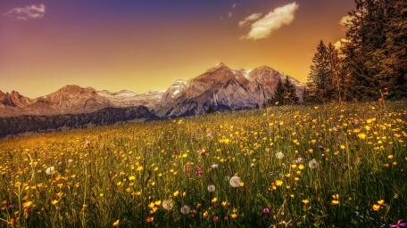 Flower field in Alpstein wallpaper