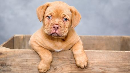 Puppy's First Adventure in 4K Clarity wallpaper