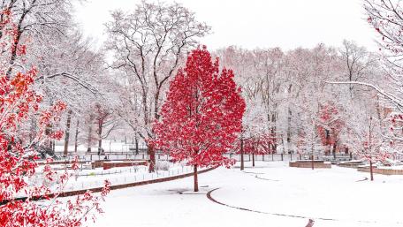 Winter's Contrast: Vivid Red Among Snowy Whites wallpaper