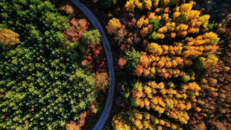 Breathtaking Aerial Autumn Forests and Winding Road wallpaper