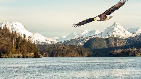 Eagle over lake wallpaper