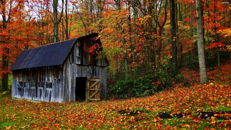 Autumn Barn Amidst Vibrant Forest Colors wallpaper