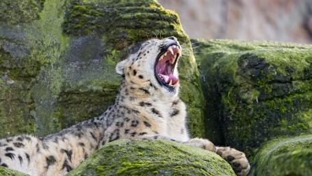 Majestic Leopard Yawning in Nature wallpaper