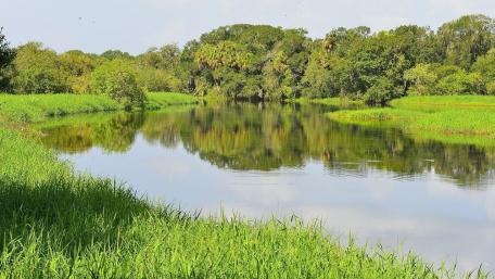 Serene Reflections in a Riparian Zone wallpaper