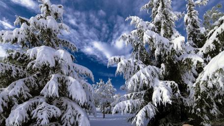 Majestic Winter Wonderland Scene wallpaper