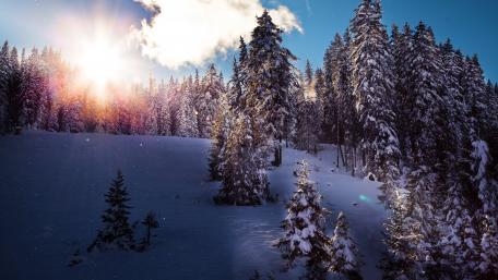 Winter Sunlight Over Snowy Trees in 4K wallpaper