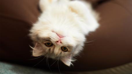 Playful Cat in Upside Down Position wallpaper