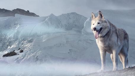 Majestic Husky in Icy Terrain wallpaper