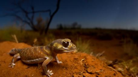 Gecko in the Spotlight of Nature's Beauty wallpaper