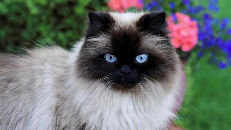 Siamese Cat In Blooming Garden Scene wallpaper