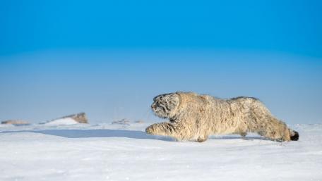 Pallas's cat wallpaper