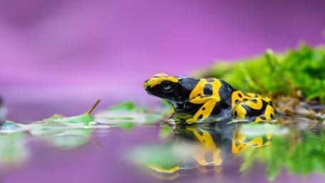 Poison dart frogs wallpaper