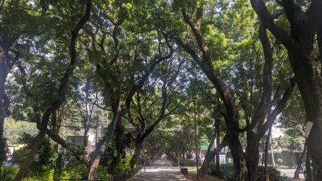 Lush Green Trees Capturing Nature's Serenity wallpaper