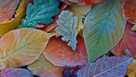 Colorful Autumn Leaves with Hoarfrost Detail wallpaper