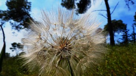 Delicate Dandelion Beauty in Full Detail wallpaper