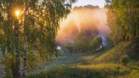 Misty Birch Grove at Sunrise wallpaper