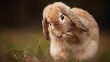 Holland Lop wallpaper