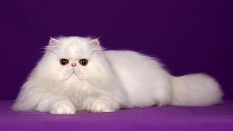 Fluffy Elegance Perfectly Posed on Purple wallpaper