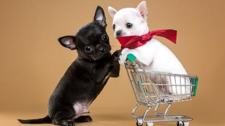 Playful Chihuahua Puppies in a Shopping Cart Adventure wallpaper