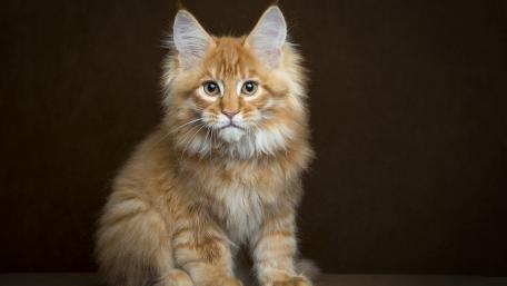 Majestic Maine Coon Cat Wallpaper wallpaper