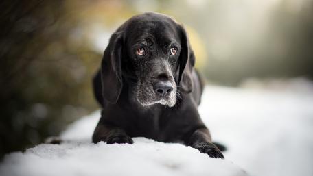 Loyal Black Labrador in Winter Scene wallpaper