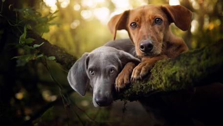 Adorable Weimaraner and Companion Dogs Relaxing Together wallpaper