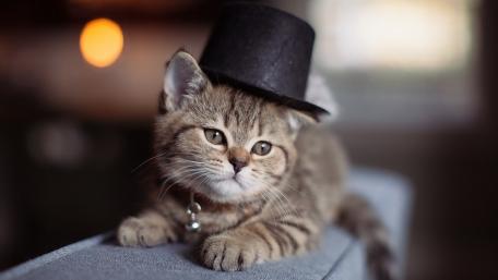 Adorable Kitten in a Tiny Top Hat wallpaper